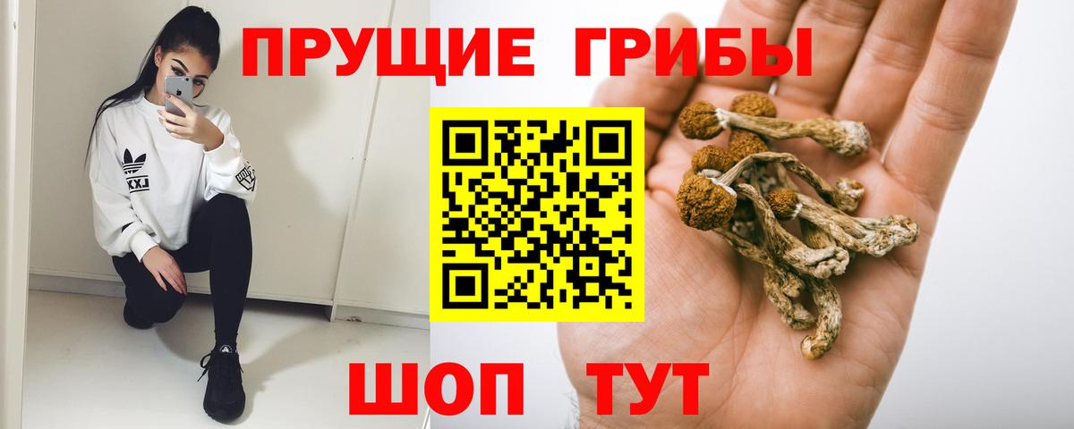 Тверь  Псилоцибиновые грибы MAGIC MUSHROOMS  где найти   Вход с VPN 